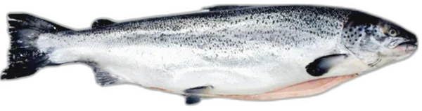 Atlantic Salmon