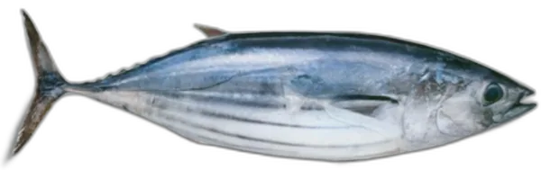 Bonito