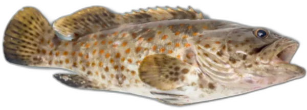 Fresh Tiger Grouper