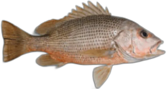 Golden Snapper