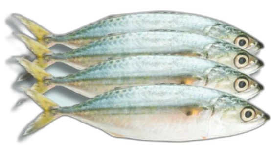 Indian Mackerel