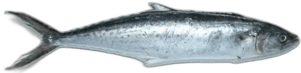 Spanish Mackerel