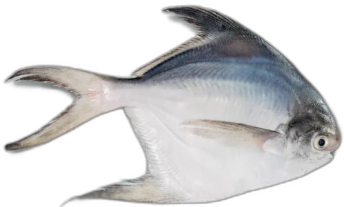 White Pomfret