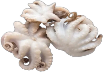 Baby Octopus