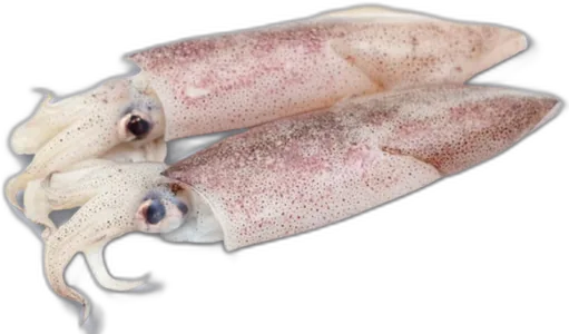 Whole Squid